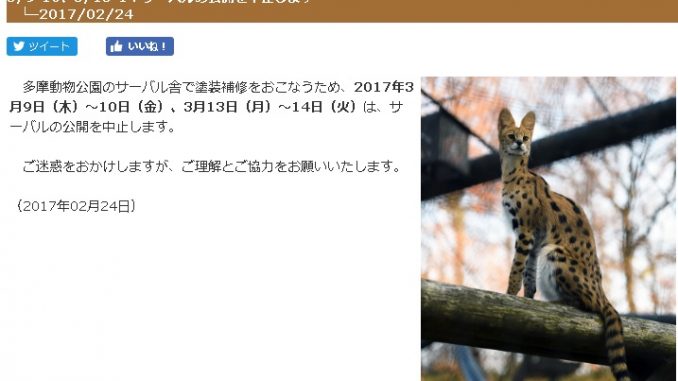 サーバルちゃん
